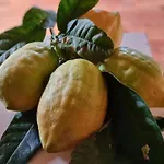 Il Grillo Santa Maria Del Cedro