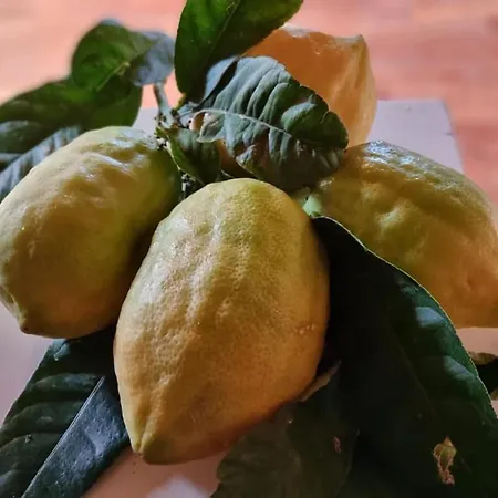 Il Grillo Santa Maria Del Cedro