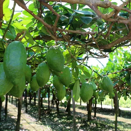 Il Grillo Couette-café
