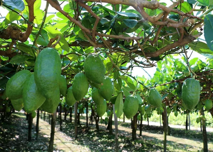 Il Grillo Couette-café