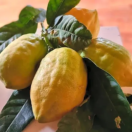 Oda ve Kahvaltı Il Grillo