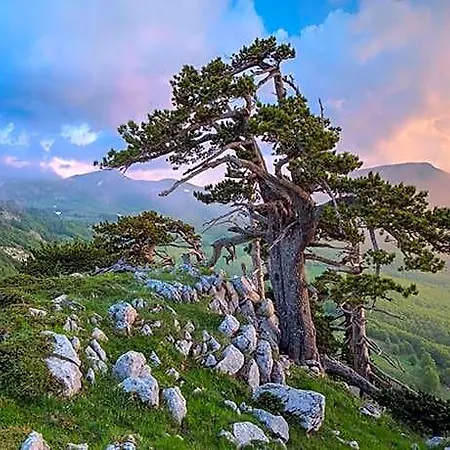 Oda ve Kahvaltı Il Grillo Santa Maria Del Cedro