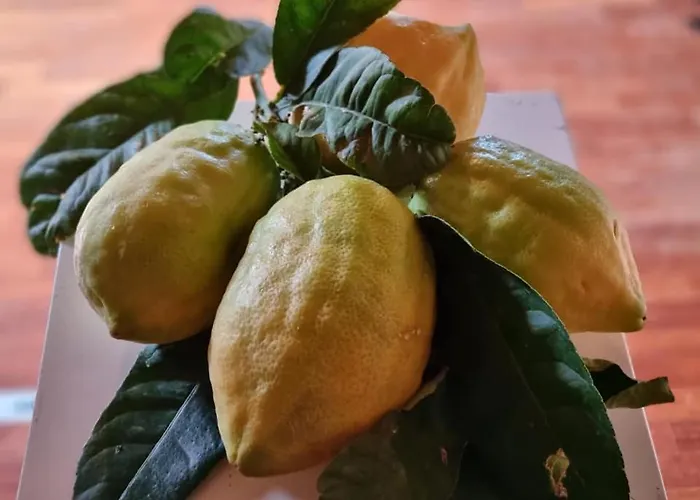 Il Grillo Santa Maria Del Cedro