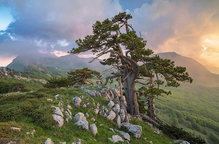 Il Grillo Santa Maria Del Cedro